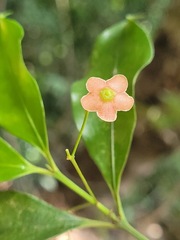 Euonymus laxiflorus