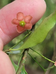 Euonymus laxiflorus