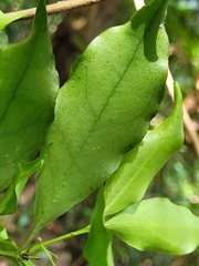 Euonymus laxiflorus