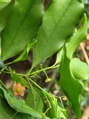 Euonymus laxiflorus