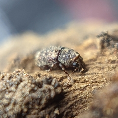 Euparius marmoreus