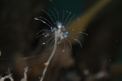 Ectopleura