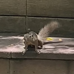 Callosciurus notatus