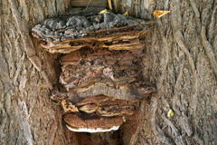 Ganoderma australe