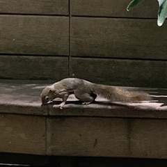 Callosciurus notatus