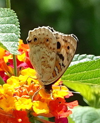 Junonia orithya