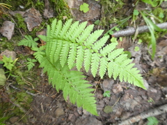 Athyrium
