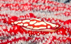 Pellasimnia improcera