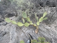 Opuntia comonduensis