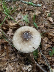 Amanita submaculata