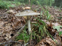 Amanita submaculata