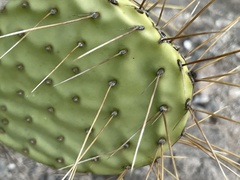 Opuntia comonduensis