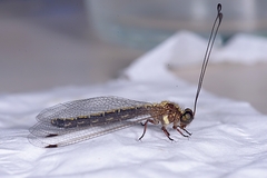 Ascalohybris subjacens