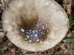 Amanita submaculata