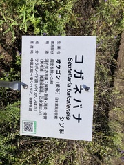 Scutellaria baicalensis