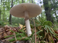 Amanita submaculata