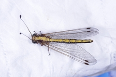 Ascalohybris subjacens