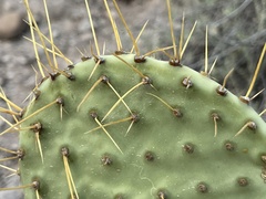 Opuntia comonduensis
