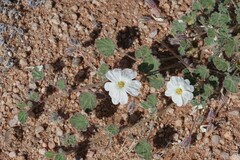 Monsonia