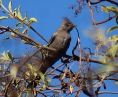 Phainopepla nitens