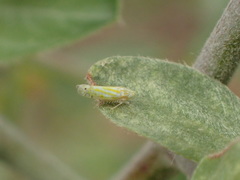 Alconeura