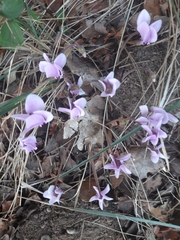 Cyclamen hederifolium