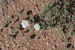 Monsonia