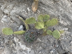 Opuntia comonduensis