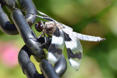 Libellula forensis
