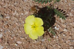 Tribulus