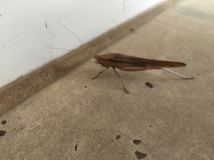 Neoconocephalus triops