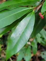 Ardisia quinquegona