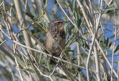 Luscinia svecica