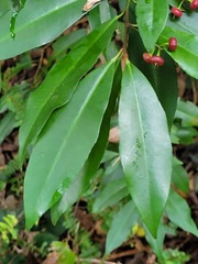 Ardisia quinquegona