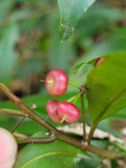Ardisia quinquegona