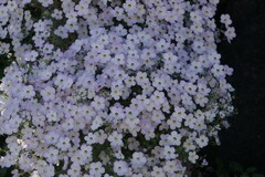 Jamesbrittenia ramosissima