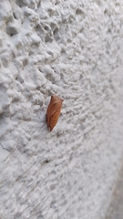 Iphiclides podalirius