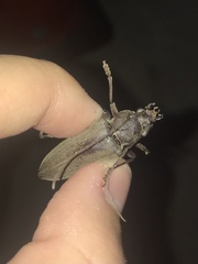 Enaphalodes hispicornis