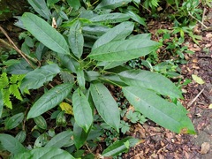 Turpinia formosana