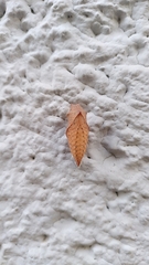 Iphiclides podalirius