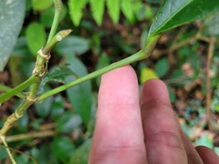 Turpinia formosana