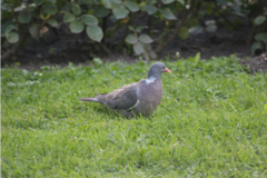 Columba palumbus