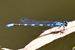 Enallagma carunculatum