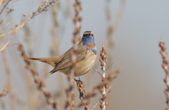 Luscinia svecica