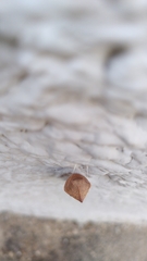 Iphiclides podalirius