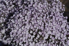 Jamesbrittenia ramosissima