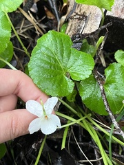 Viola odorata