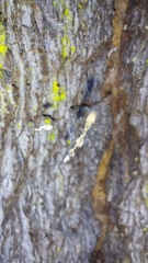 Uloborus