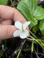 Viola odorata