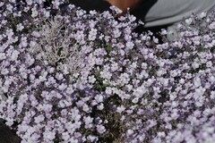 Jamesbrittenia ramosissima